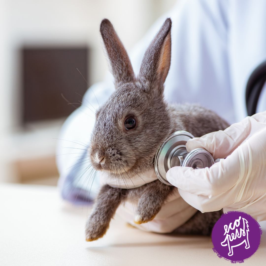 Veterinarni pece o Králíky